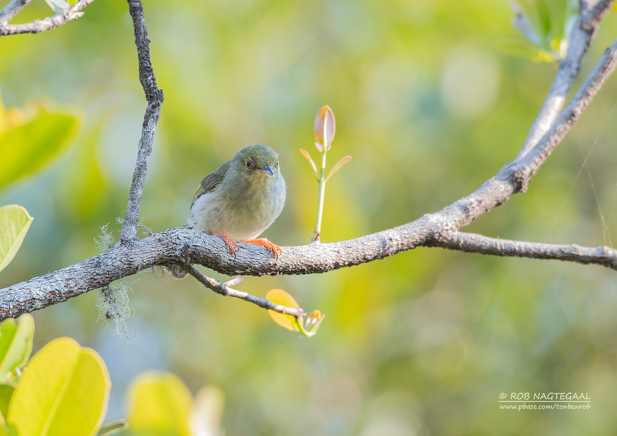 Green Jery - ML622836926