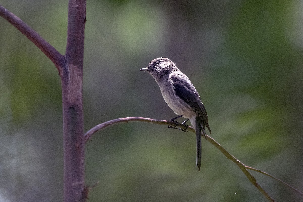 Abyssinian Slaty-Flycatcher - ML622836934