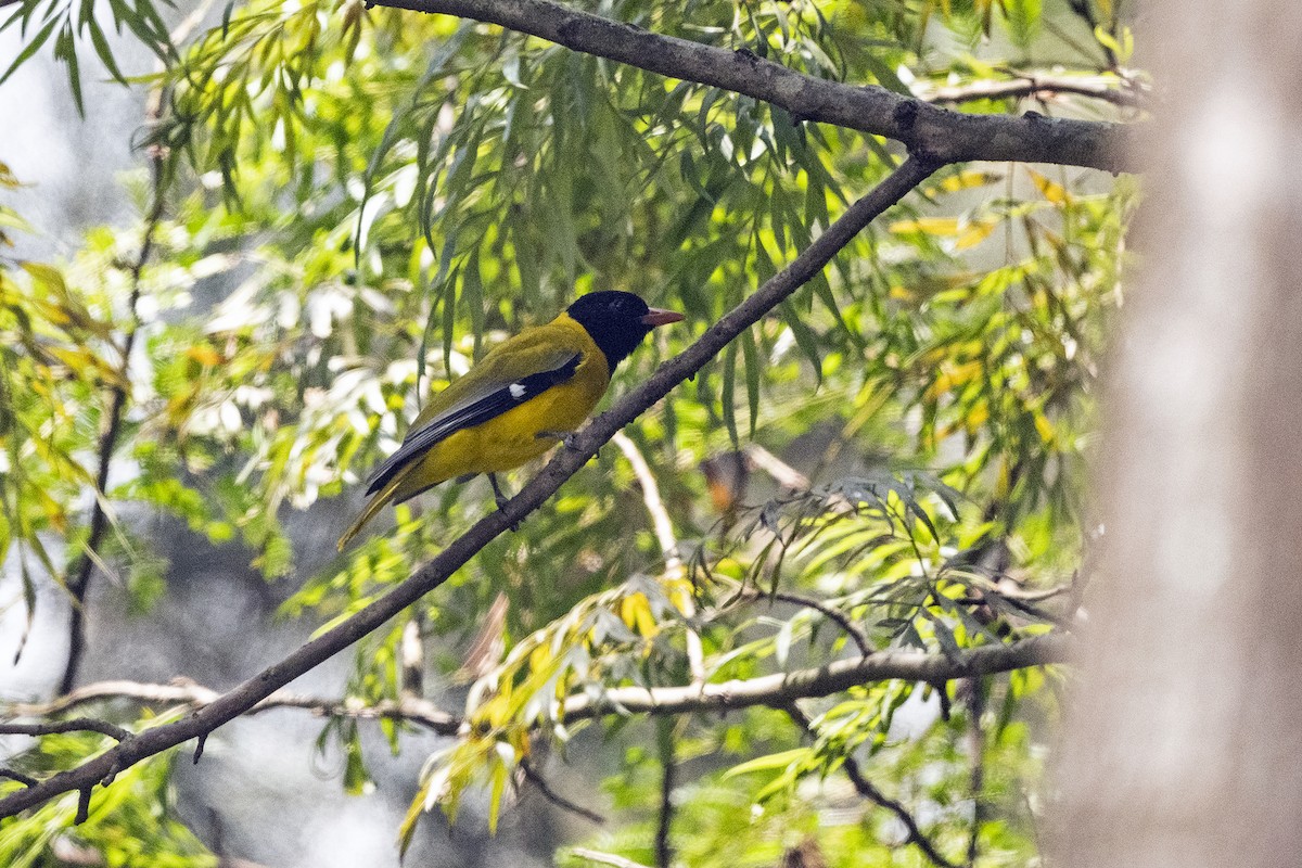 Ethiopian Black-headed Oriole - ML622836938