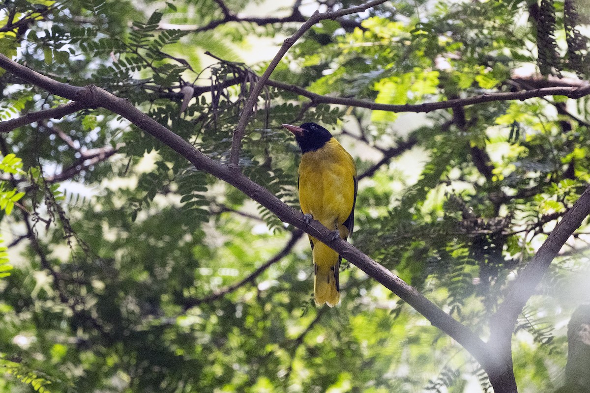 Ethiopian Black-headed Oriole - ML622836939