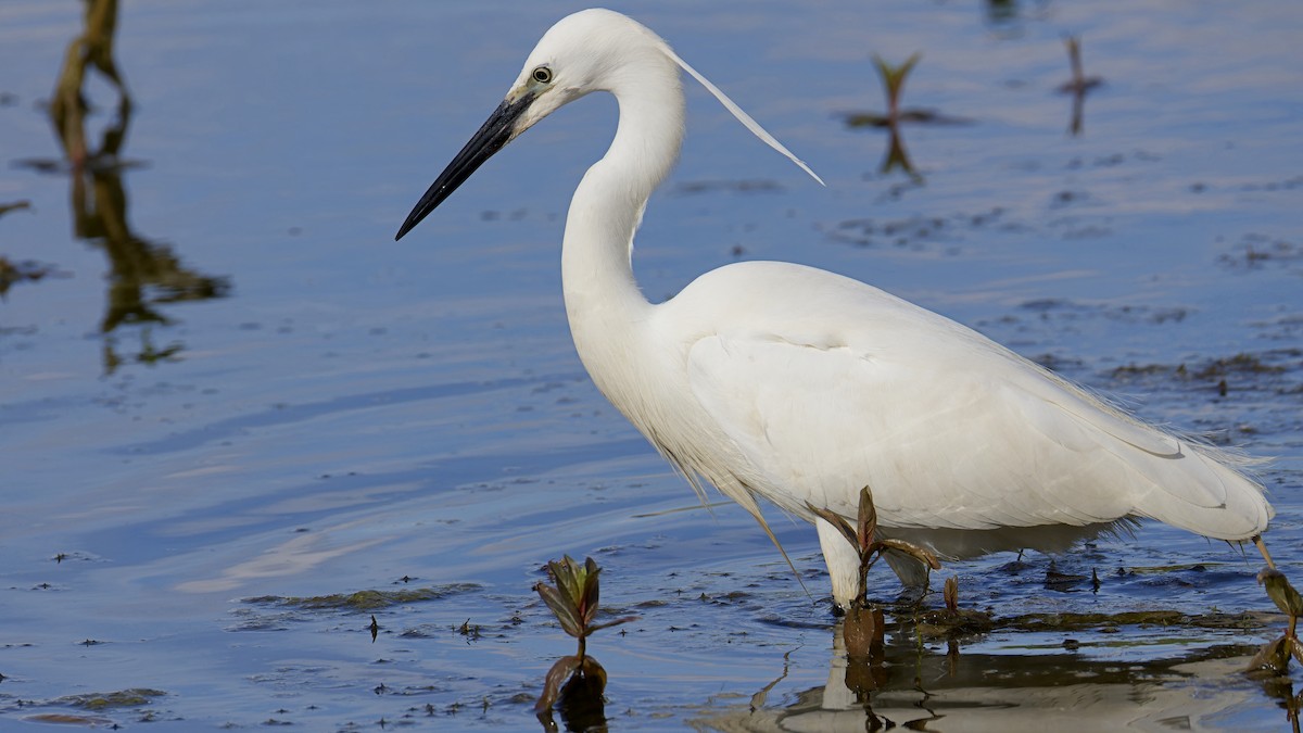 Little Egret - ML622836969