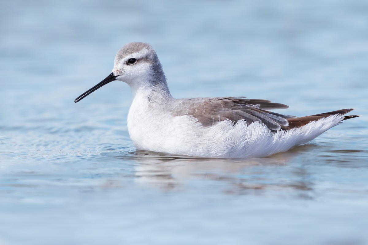 Phalarope de Wilson - ML622837006