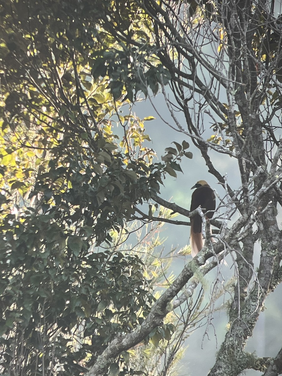 Lesser Bird-of-Paradise - ML622837007