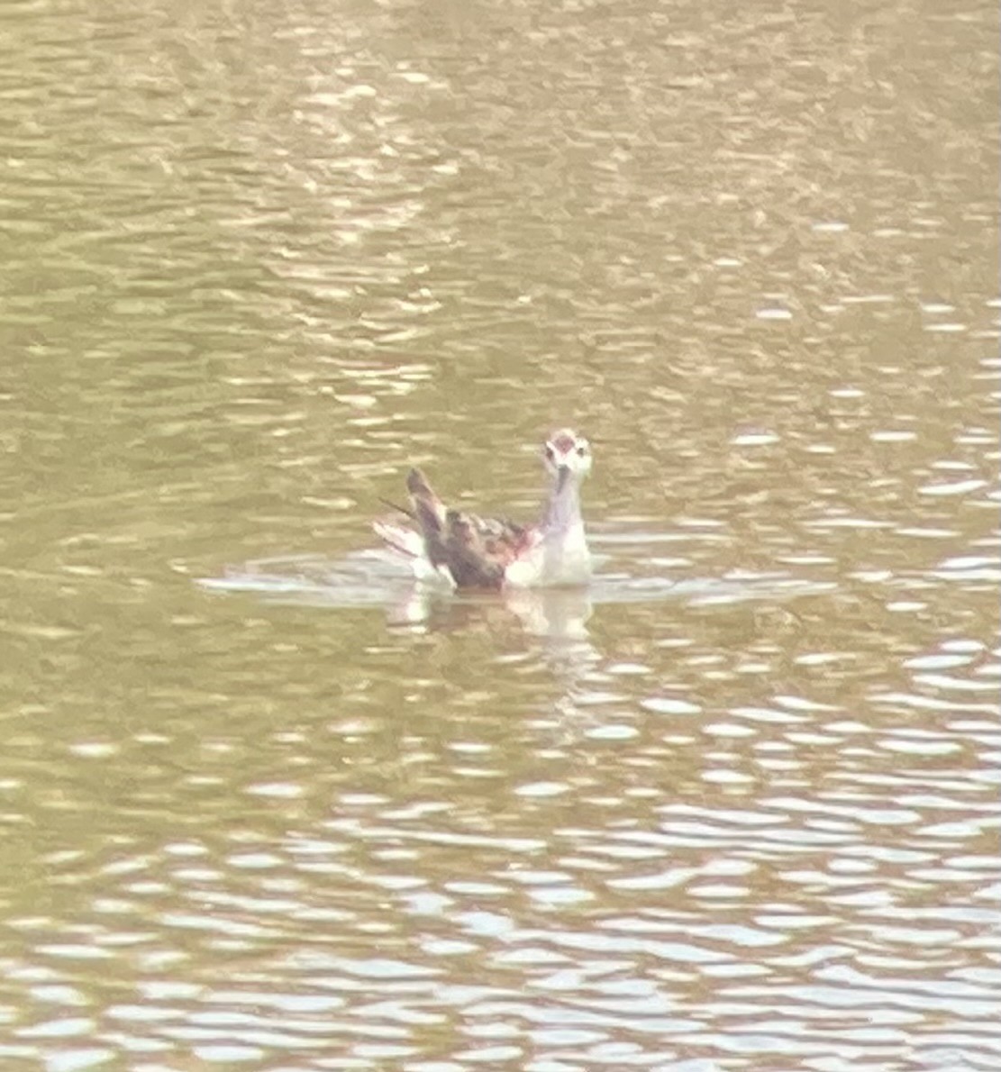 Плавунець довгодзьобий - ML622837009