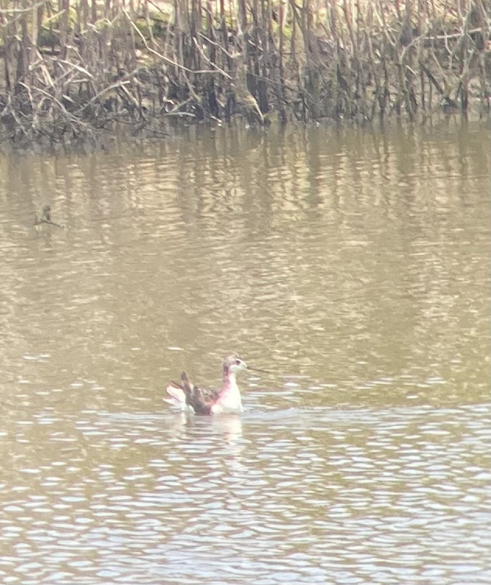 Плавунець довгодзьобий - ML622837010