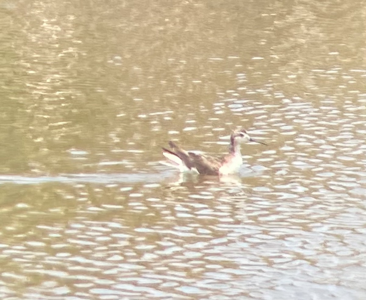 Плавунець довгодзьобий - ML622837011