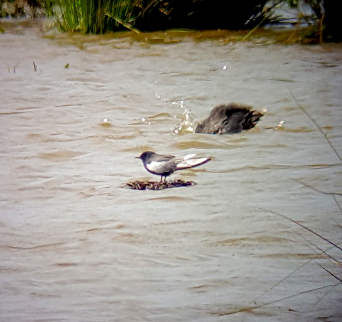 White-winged Tern - ML622837019