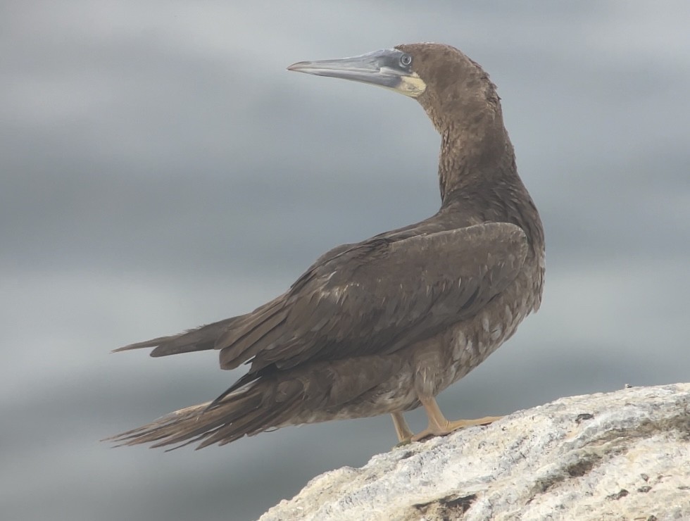 Brown Booby - ML622837070