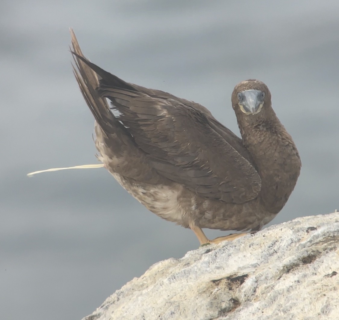 Brown Booby - Keenan Yakola