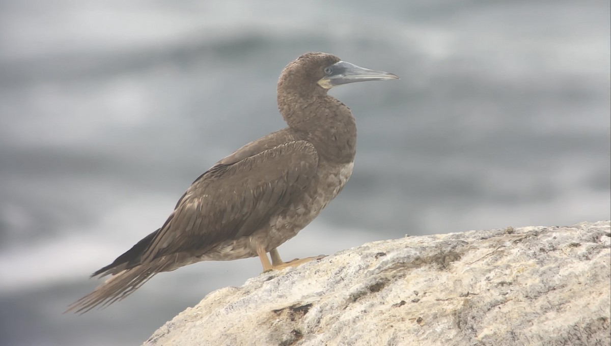 Brown Booby - ML622837105