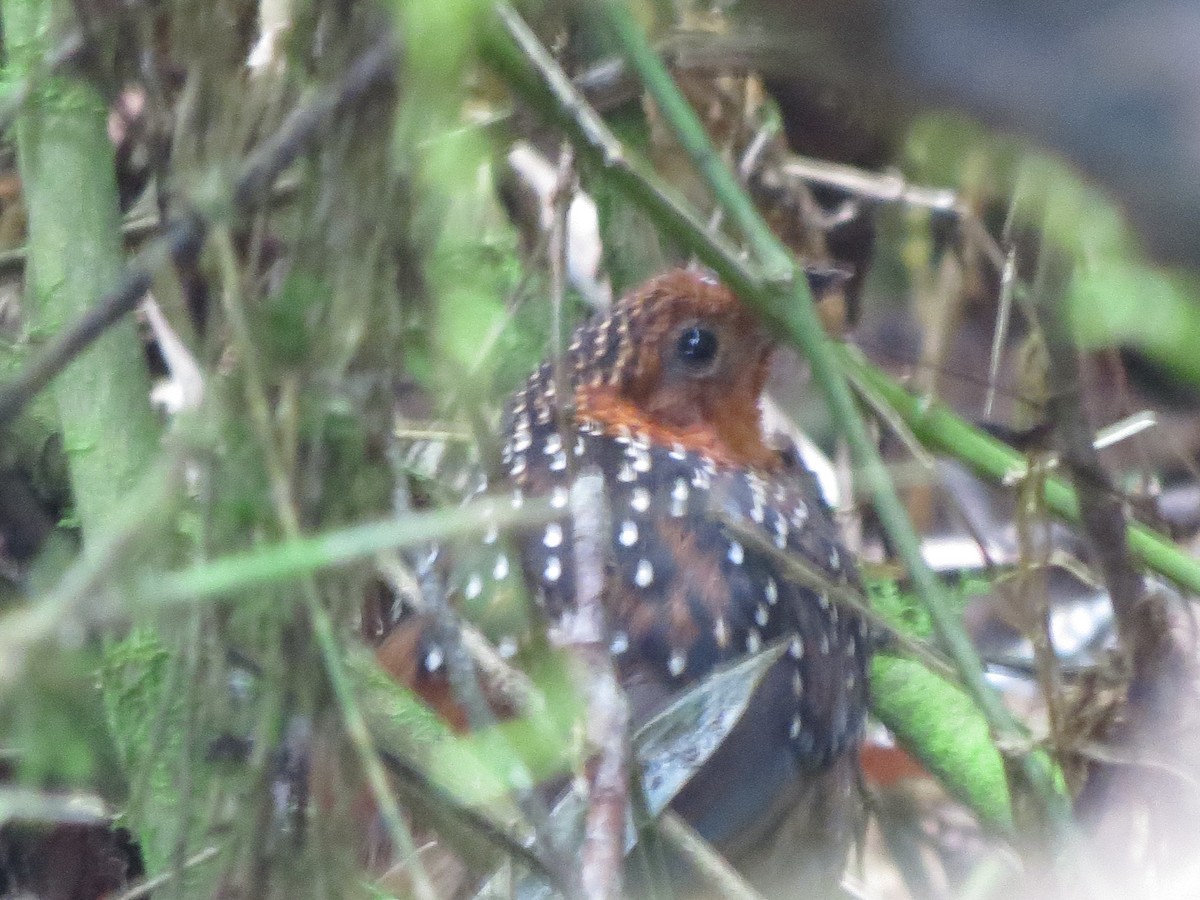 Ocellated Tapaculo - ML622837132