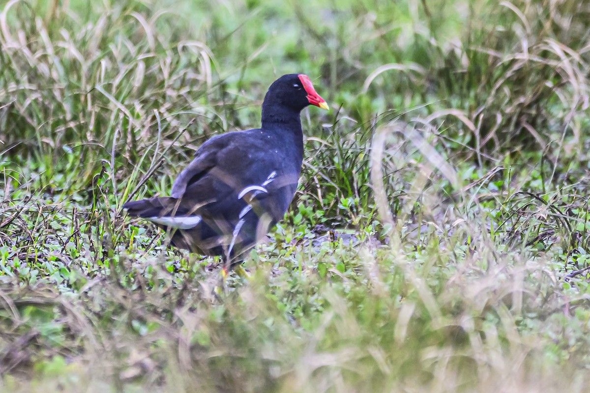 Common Gallinule - Amed Hernández