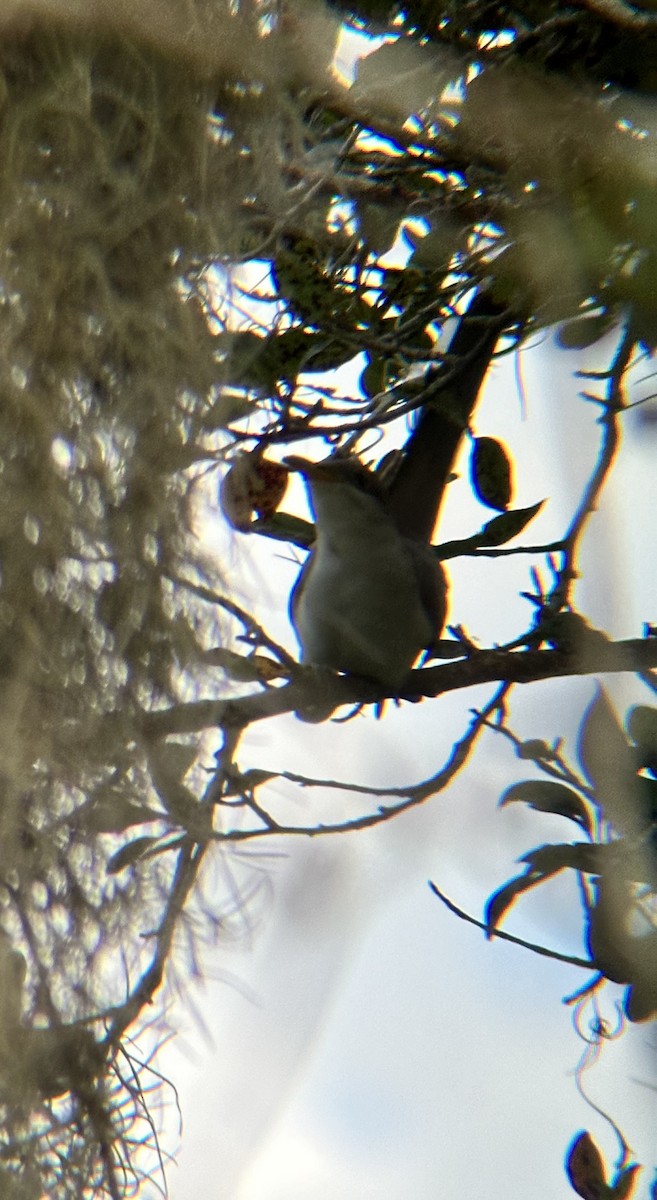 Yellow-billed Cuckoo - ML622837147