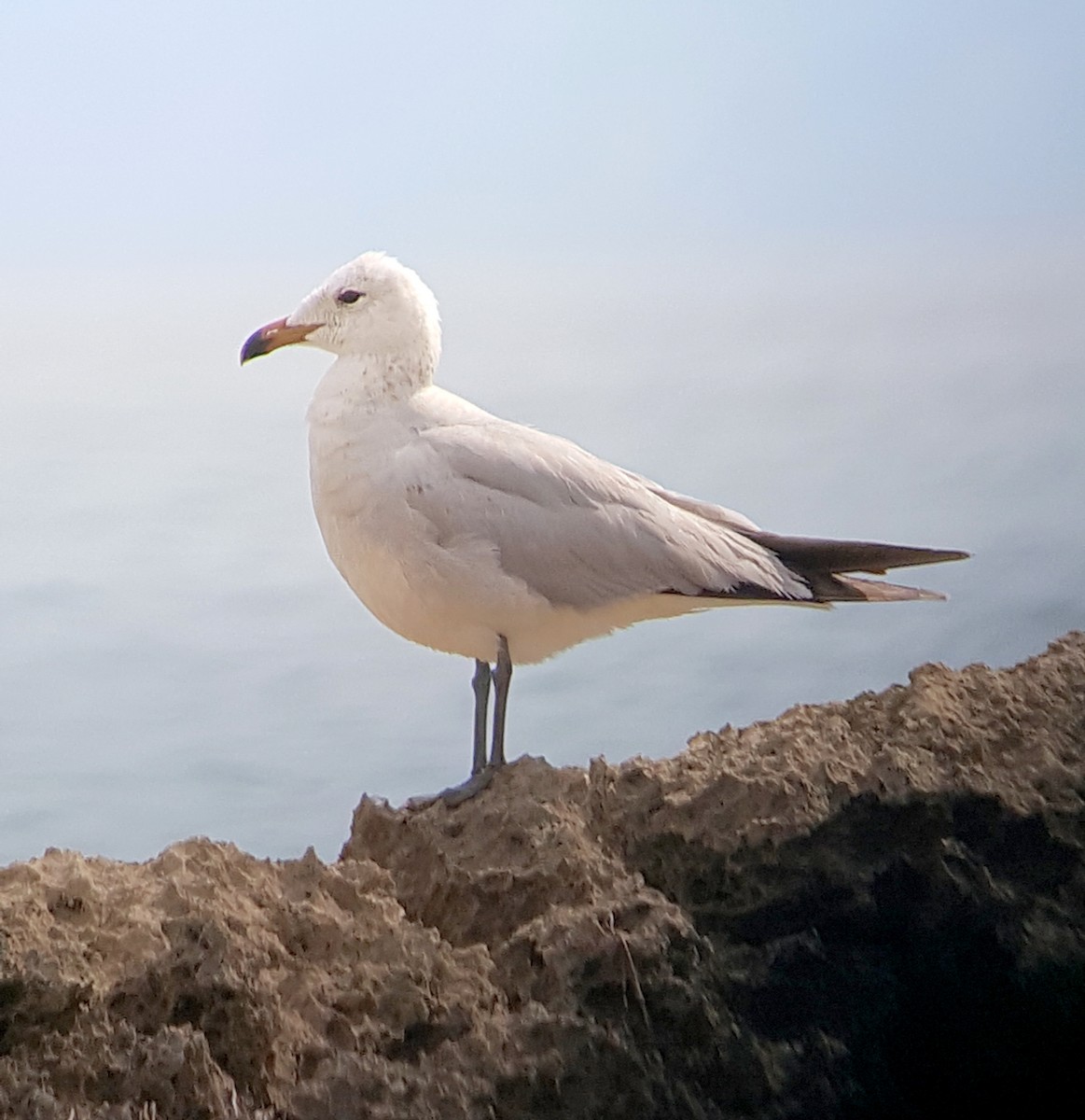 Audouin's Gull - ML622837177