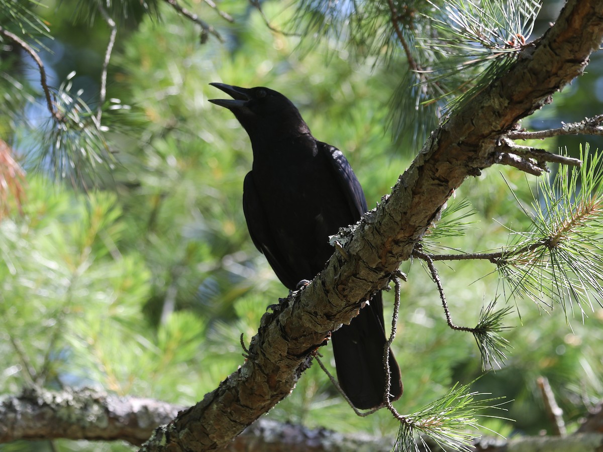 American Crow - Daniel Hinnebusch