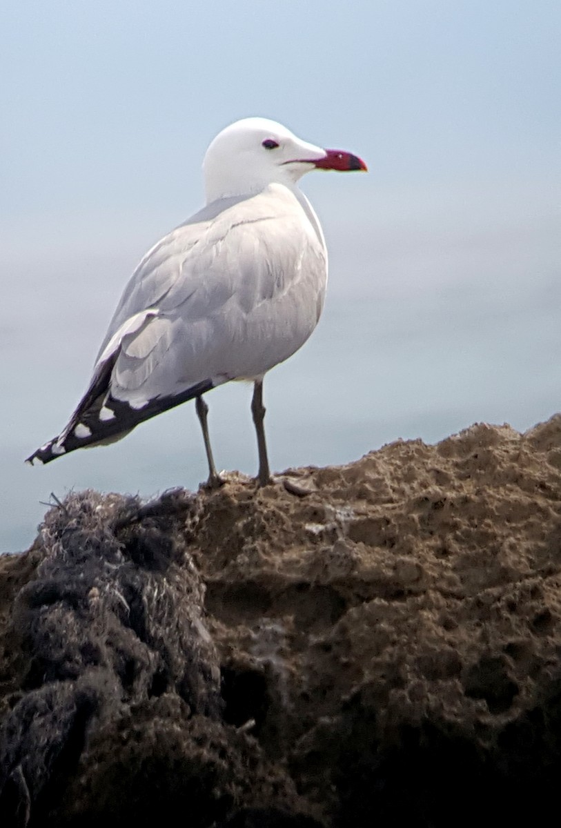 Audouin's Gull - ML622837187