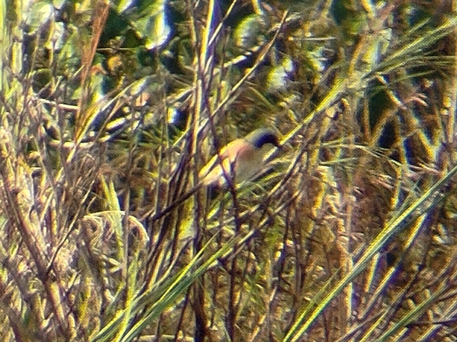 Long-tailed Shrike - Lars Mannzen