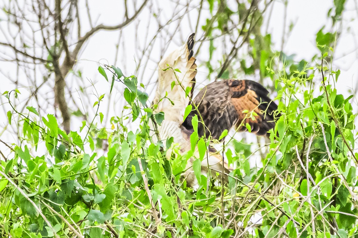 Roadside Hawk - Amed Hernández