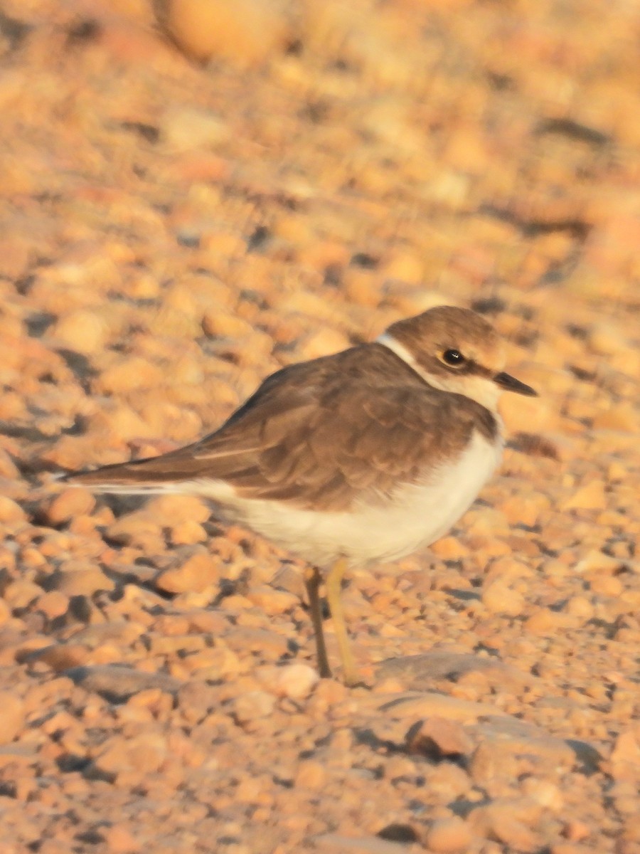 Little Ringed Plover - Pablo García (PGR)