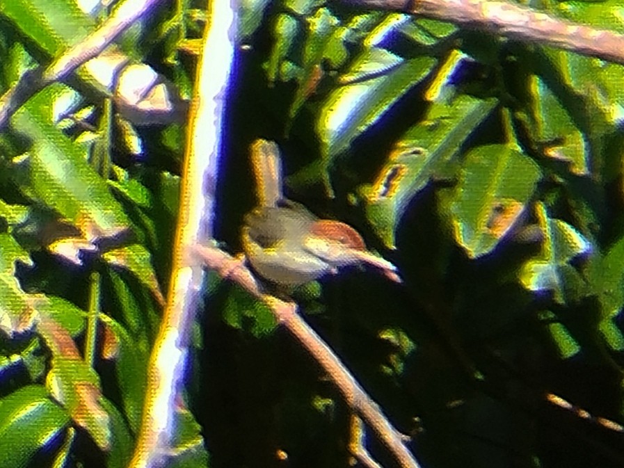 Rufous-tailed Tailorbird - ML622837201