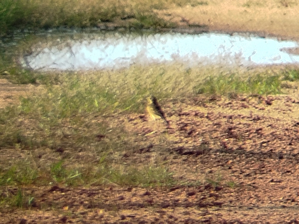 Paddyfield Pipit - Lars Mannzen