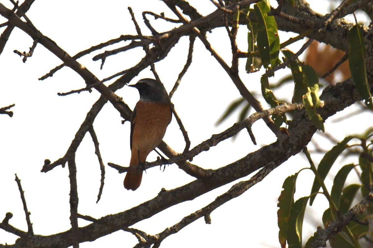 Common Redstart - Eduardo Gracia fuster