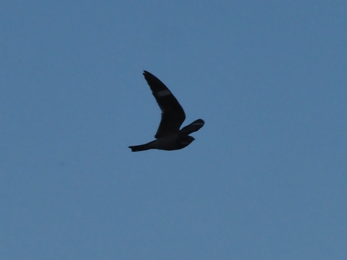 Common Nighthawk - ML622837251