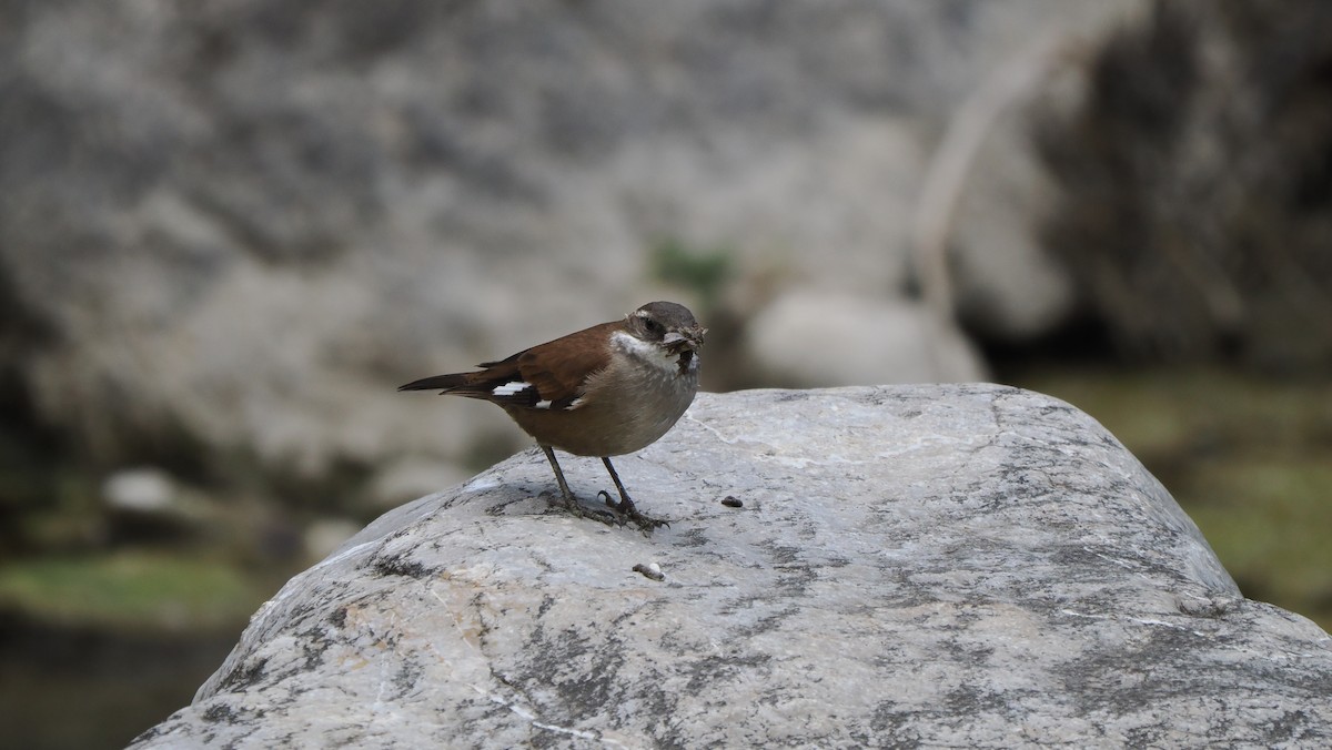 White-winged Cinclodes - ML622837256