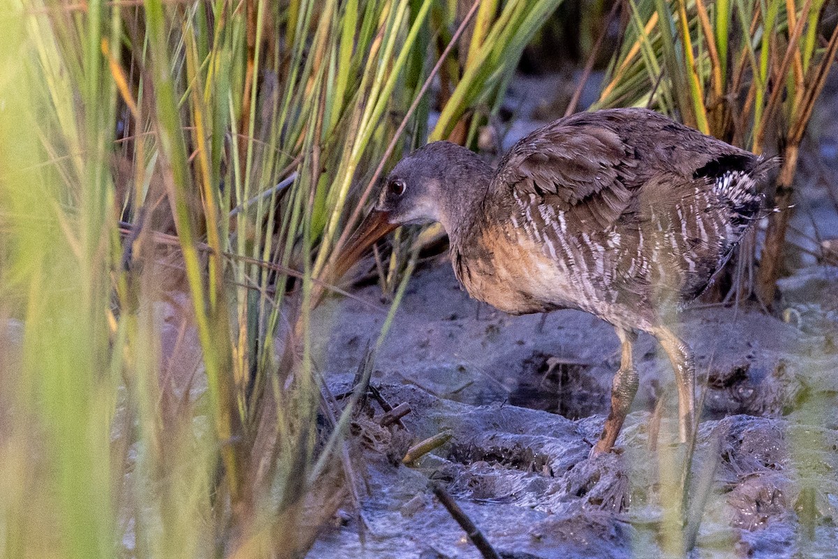 Clapper Rail - ML622837259