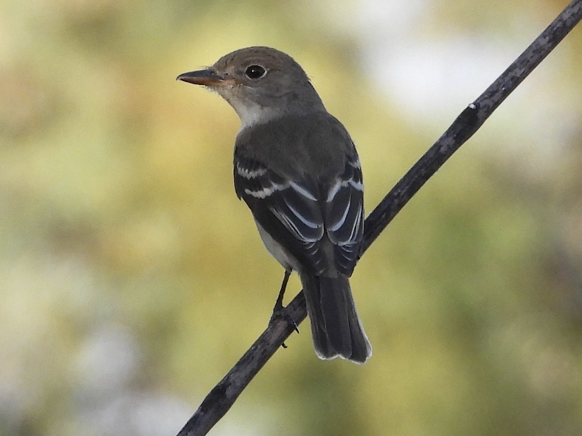 Willow Flycatcher - Steve Houston