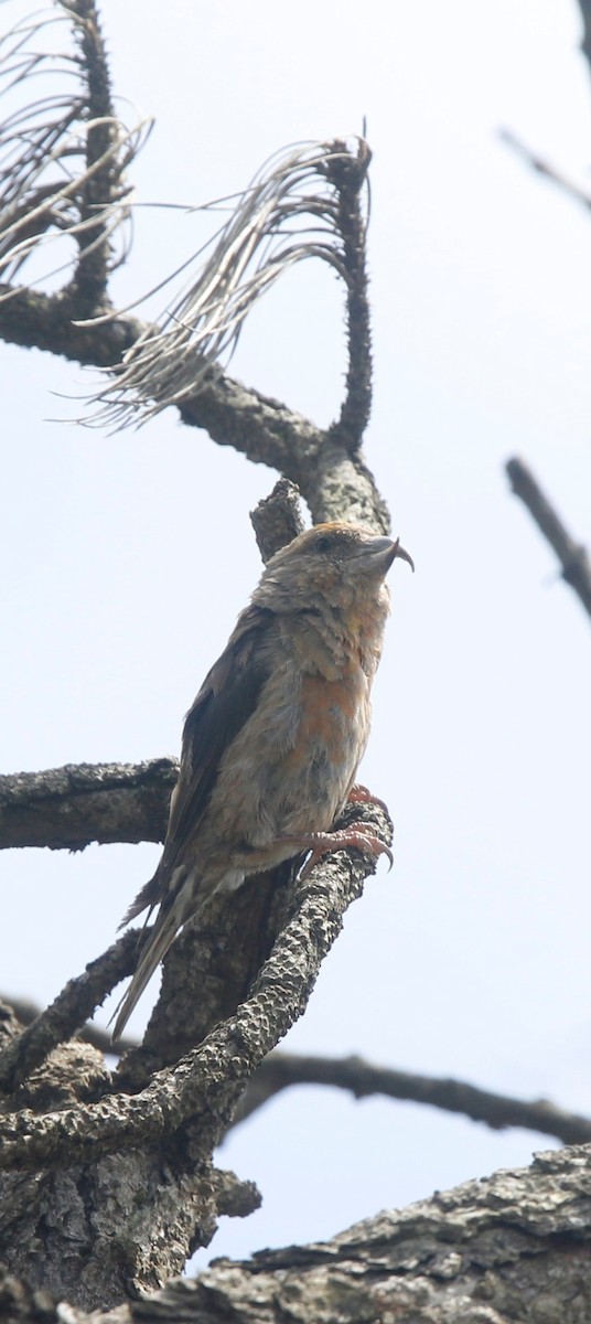 צלוב-מקור אדום - ML622837269