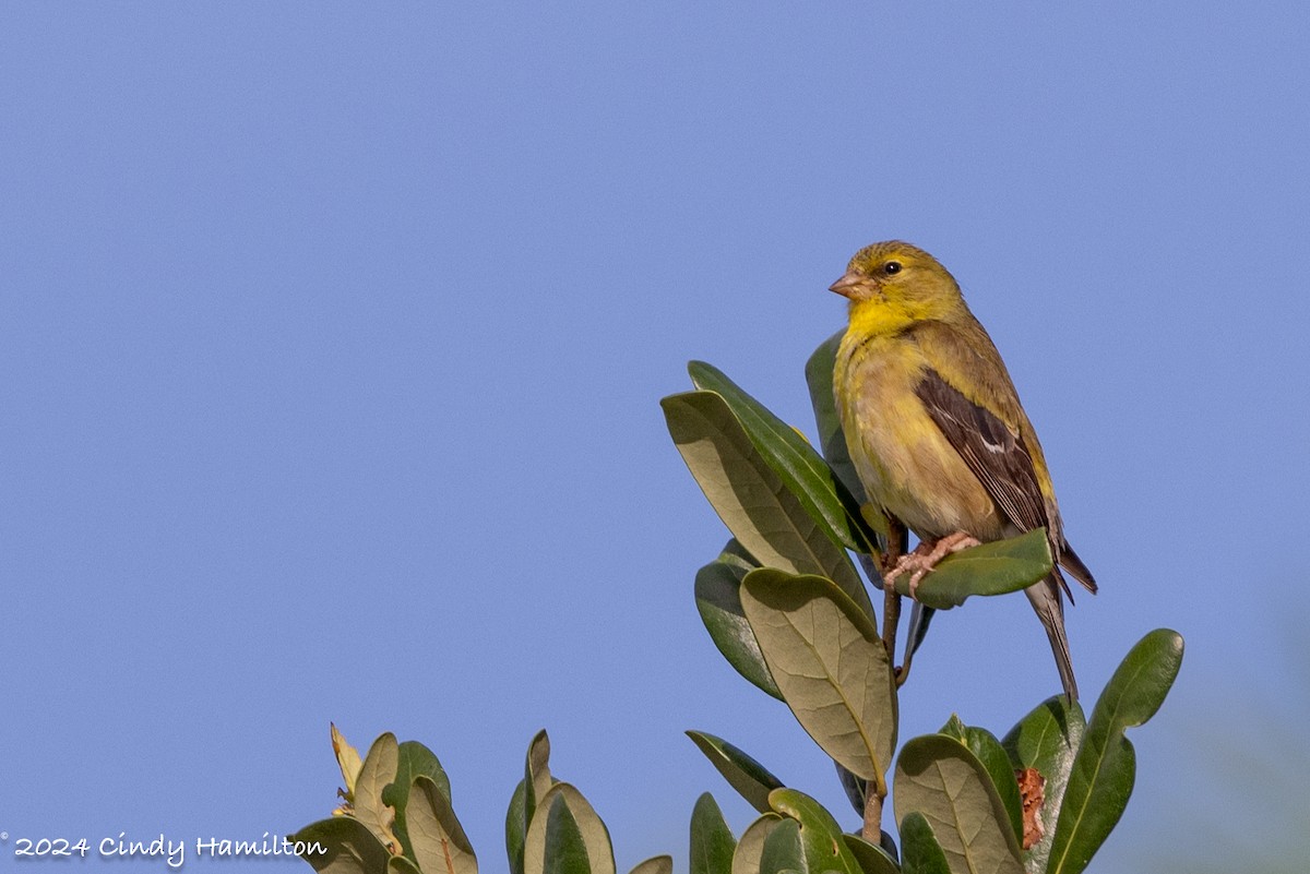 American Goldfinch - ML622837331