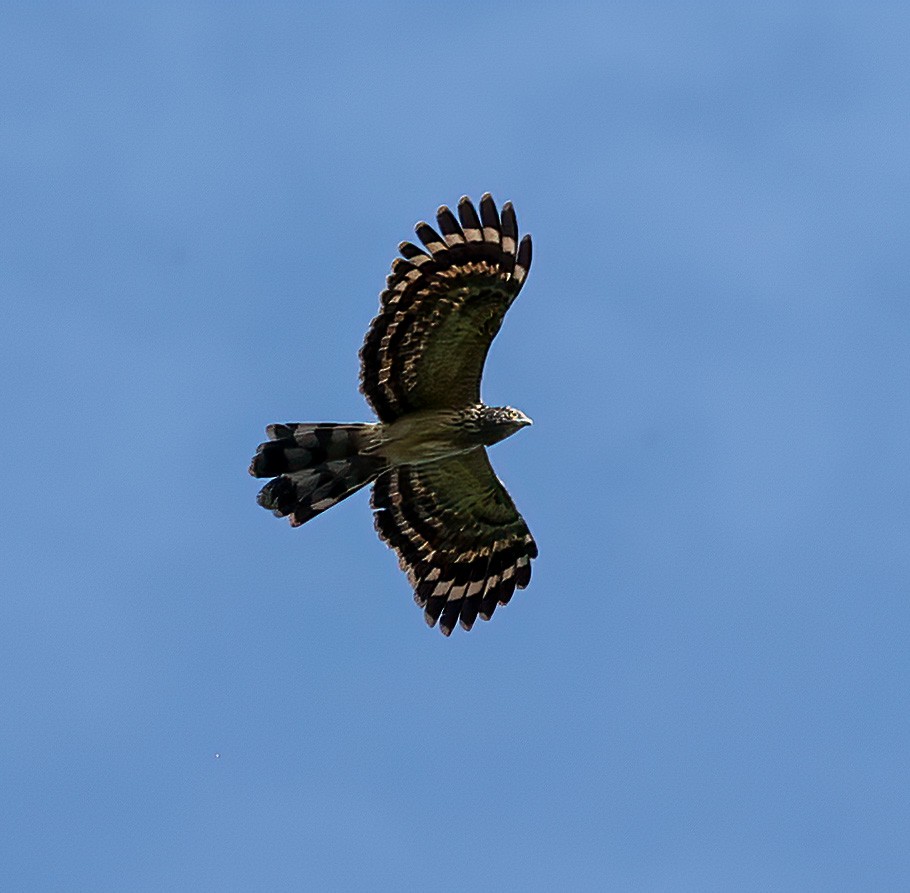 Long-tailed Honey-buzzard - ML622837402