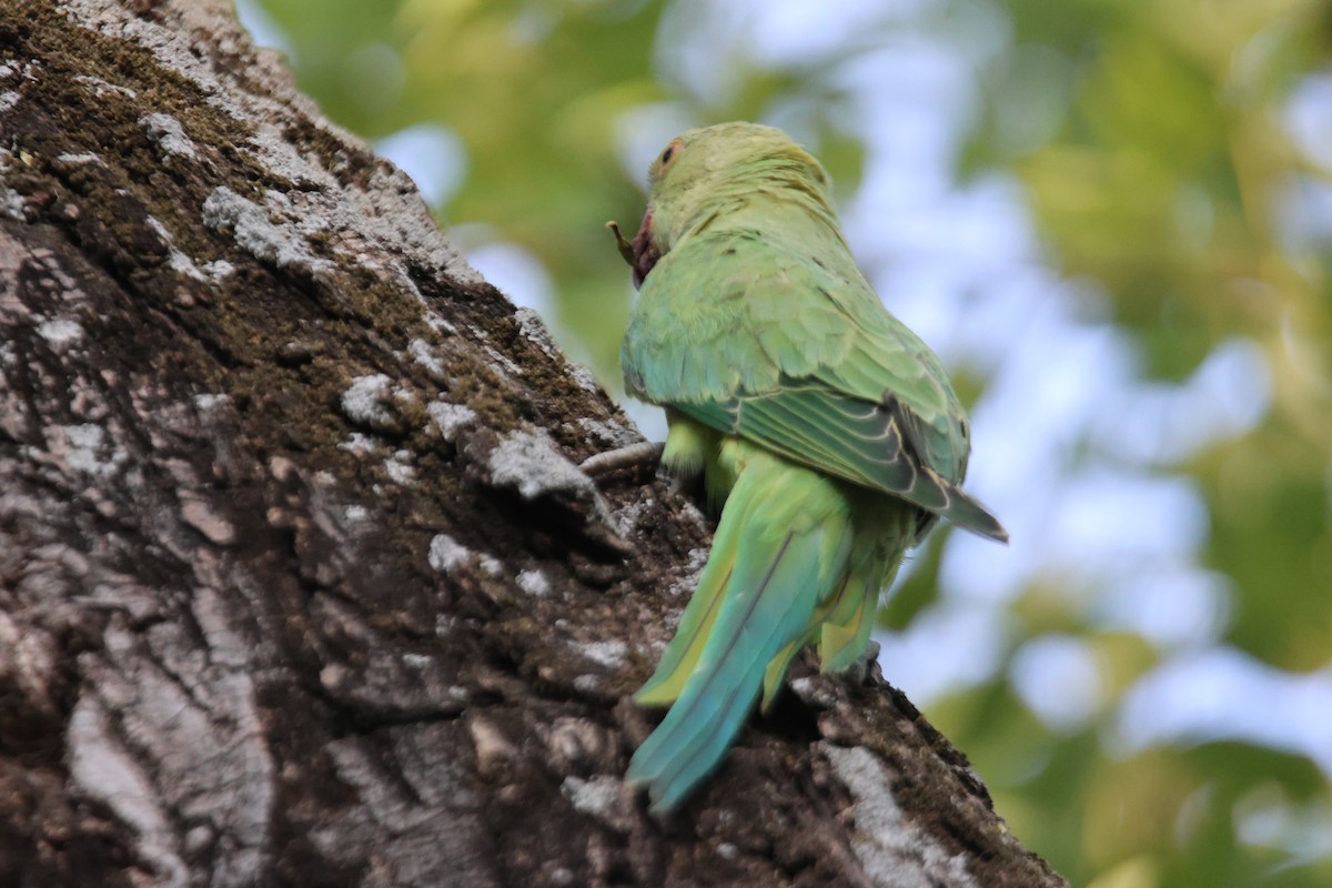 Rose-ringed Parakeet - Alan Shapiro