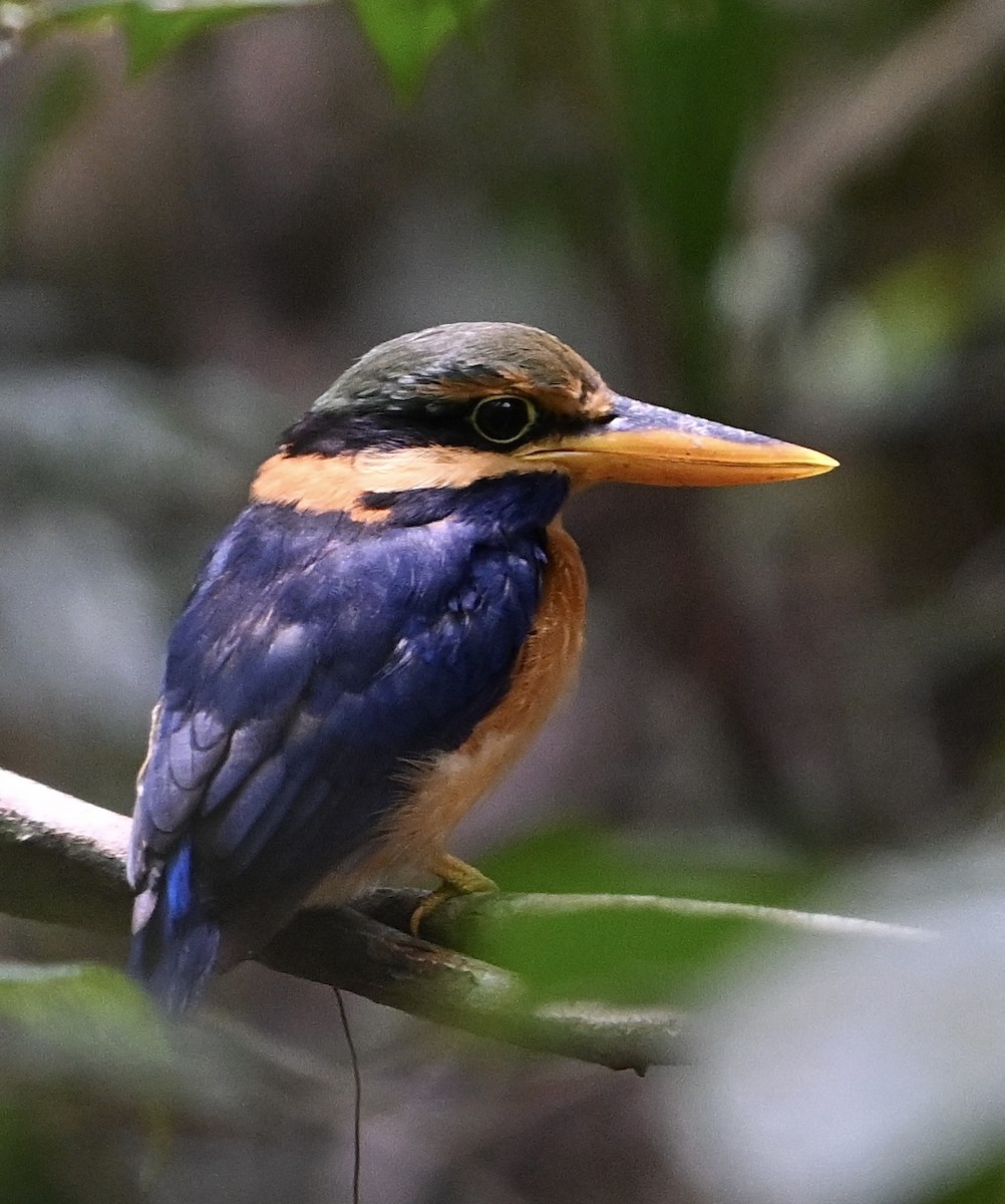 Rufous-collared Kingfisher - ML622837485