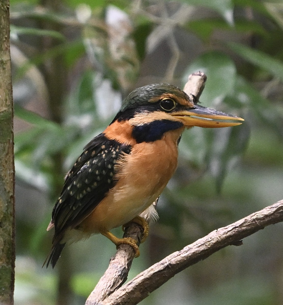 Rufous-collared Kingfisher - ML622837486