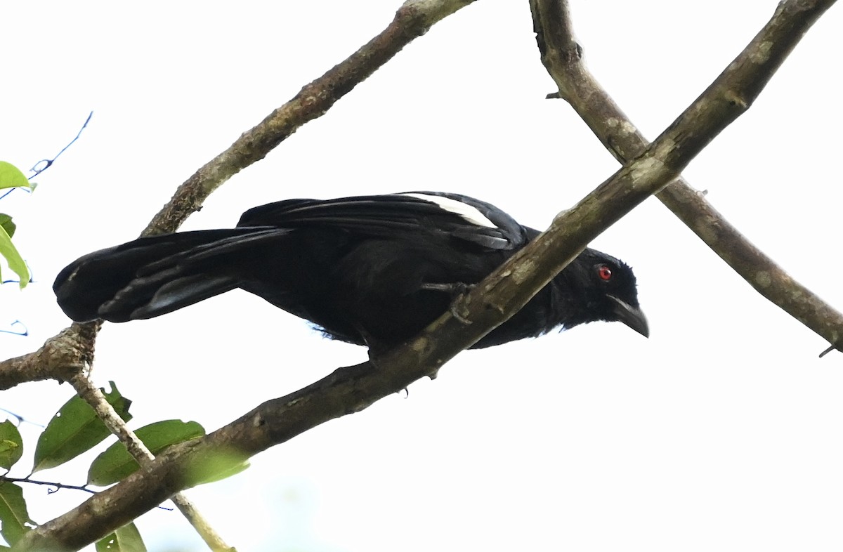 Black Magpie (Malayan) - Lor. Jerun Kid