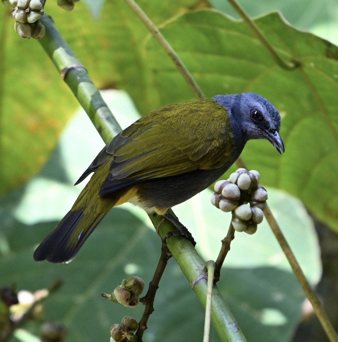 Gray-bellied Bulbul - ML622837517