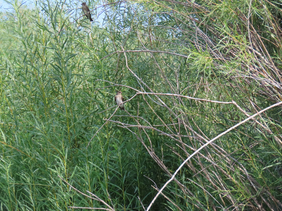 Northern Rough-winged Swallow - ML622837520