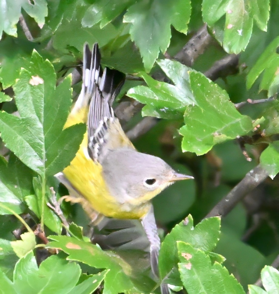 Magnolia Warbler - ML622837558