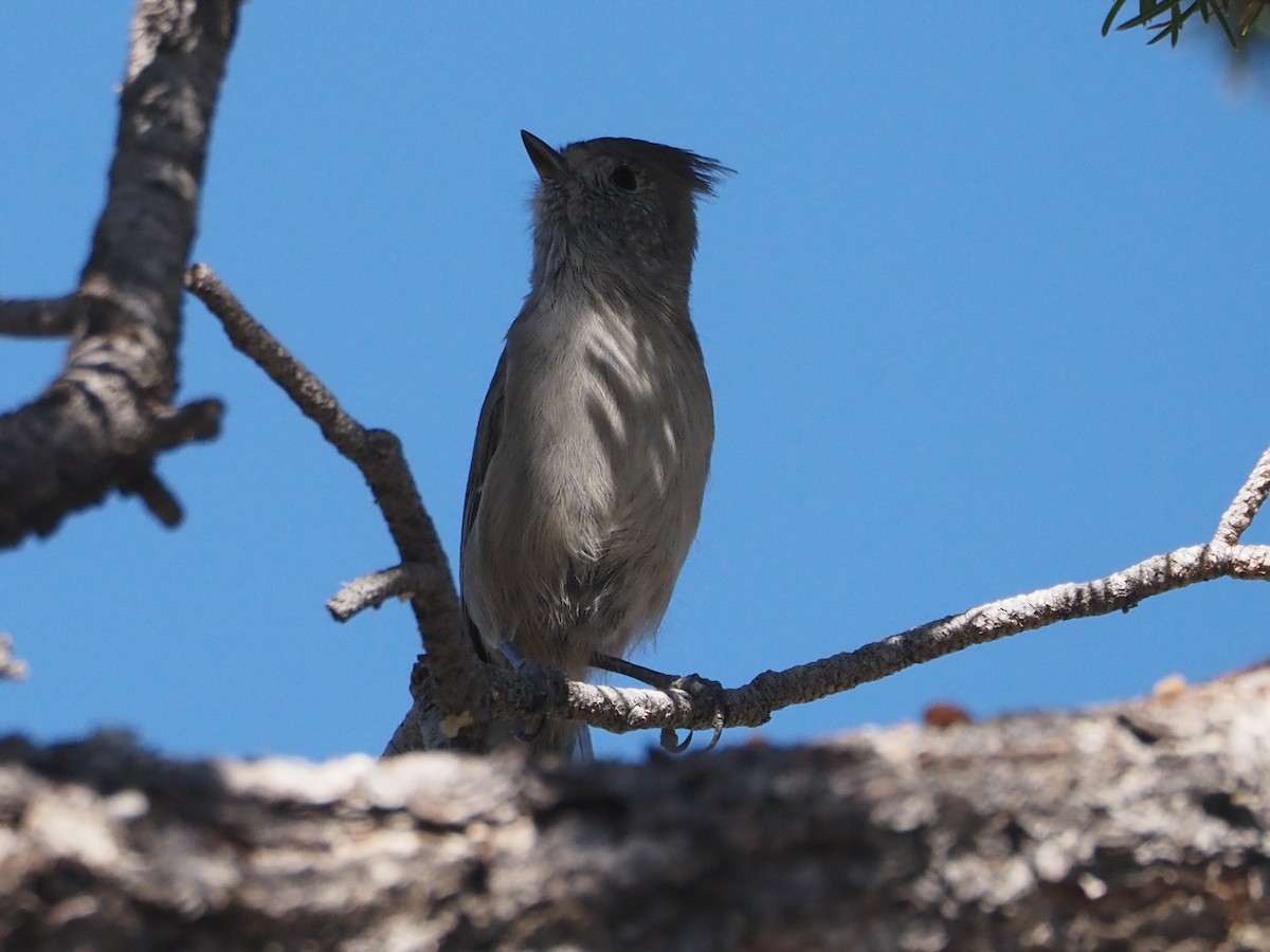 Juniper Titmouse - ML622837600