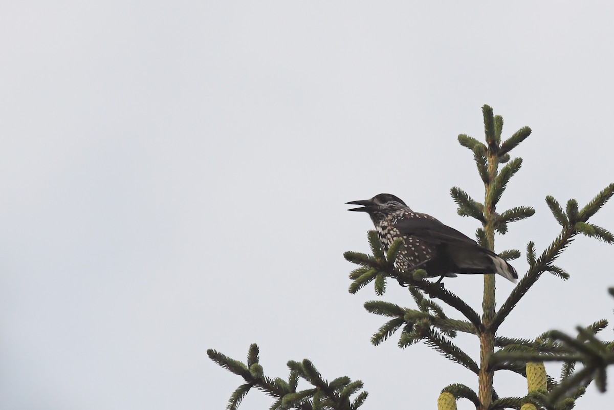 Eurasian Nutcracker - ML622837611