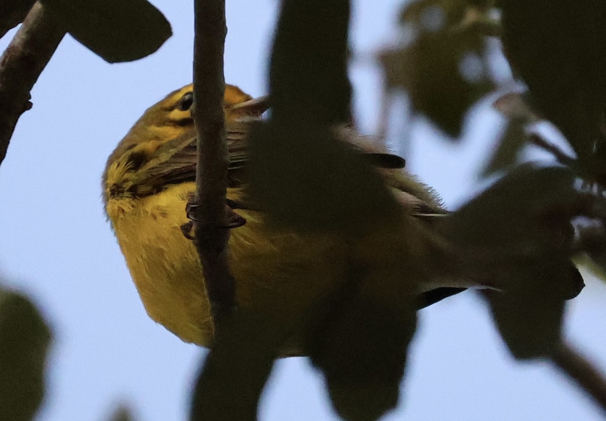 Prairie Warbler - Audrey Appleberry