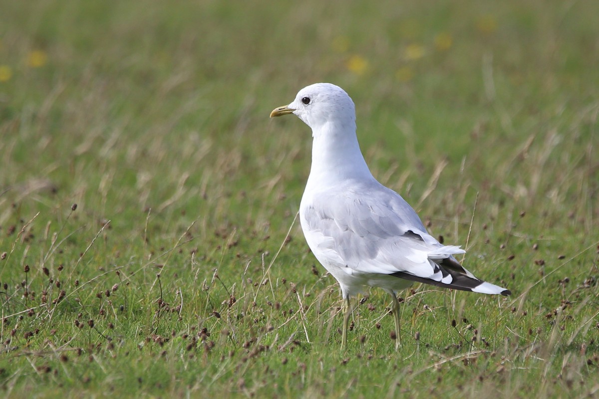 Common Gull - Victor Chen