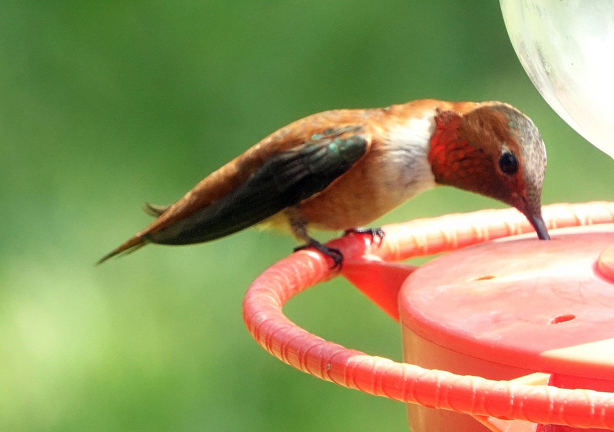 Rufous Hummingbird - Carolyn Ohl, cc