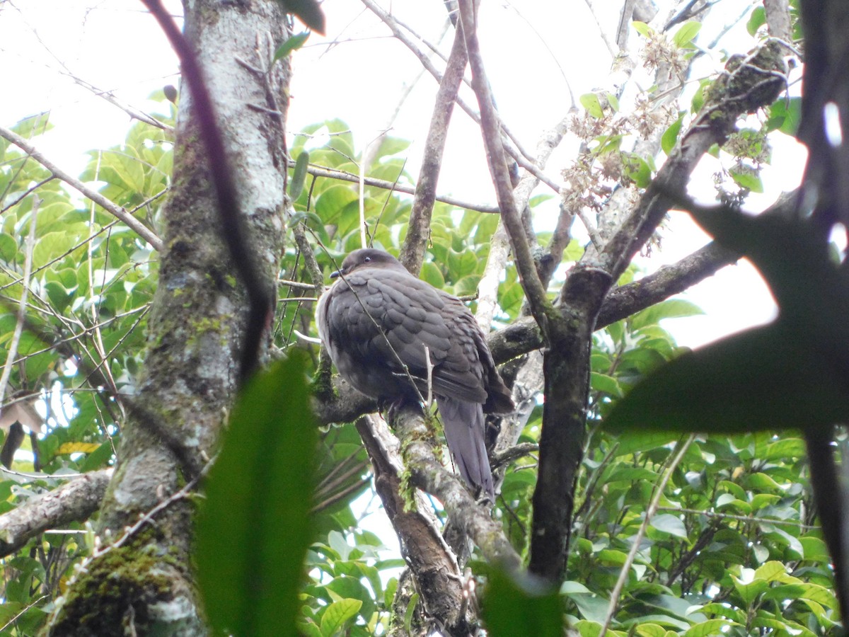 Plumbeous Pigeon - ML622837635