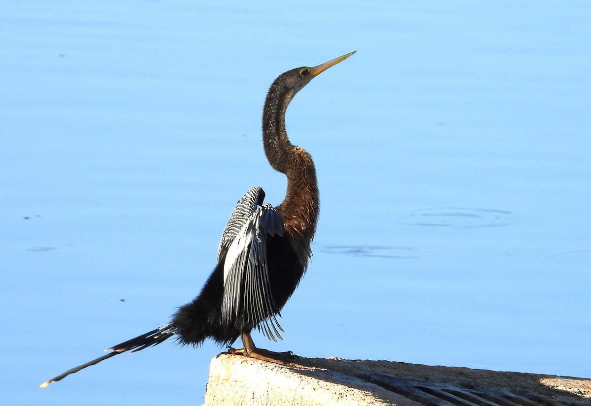 Anhinga d'Amérique - ML622837665