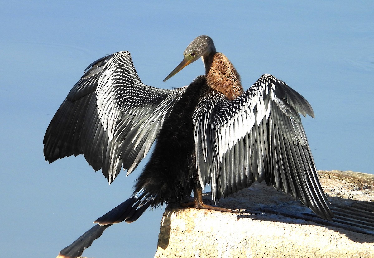 Anhinga - Chuck Hignite