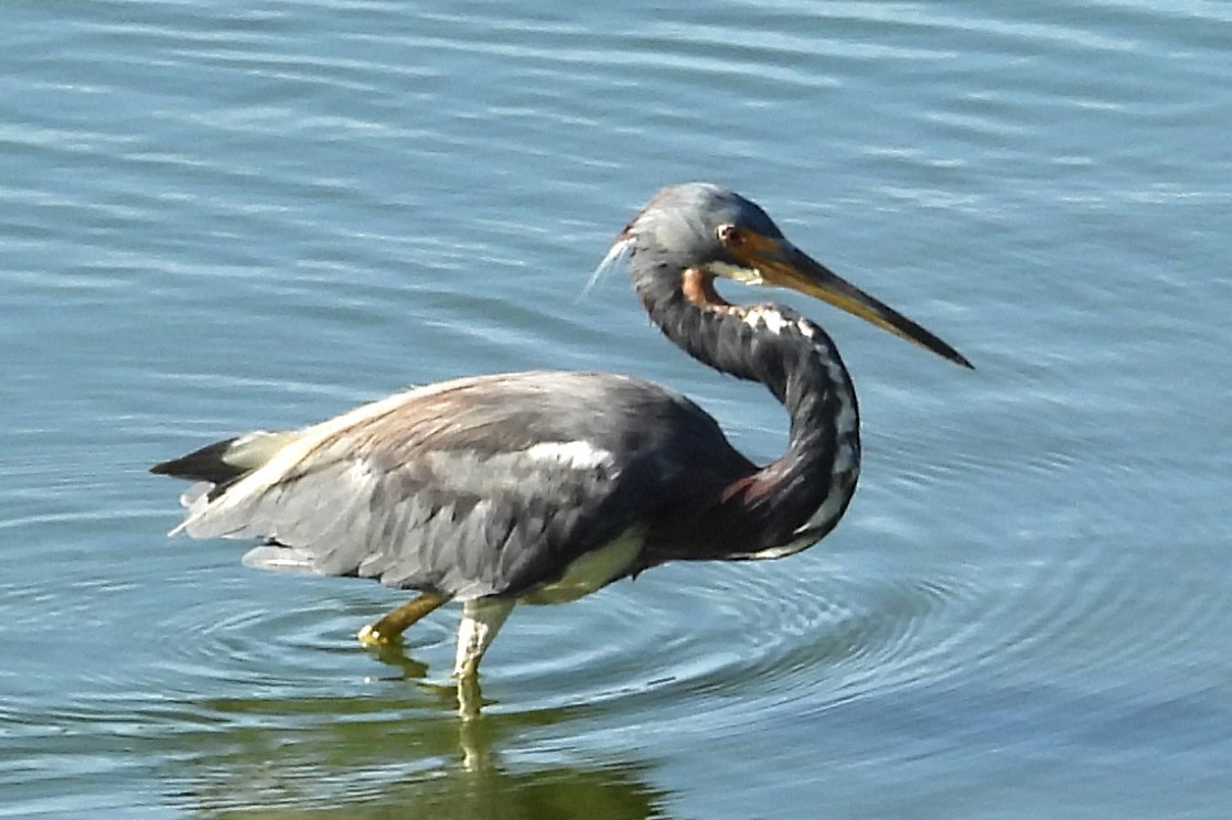 Tricolored Heron - ML622837671