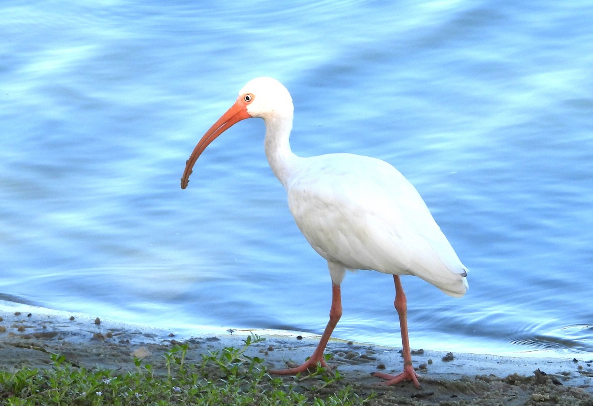 Ibis blanc - ML622837677